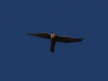 Buzzard?