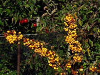 Harvest