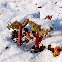 rhubarb