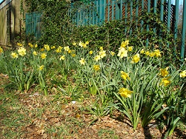 Daff1