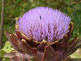 Artichoke